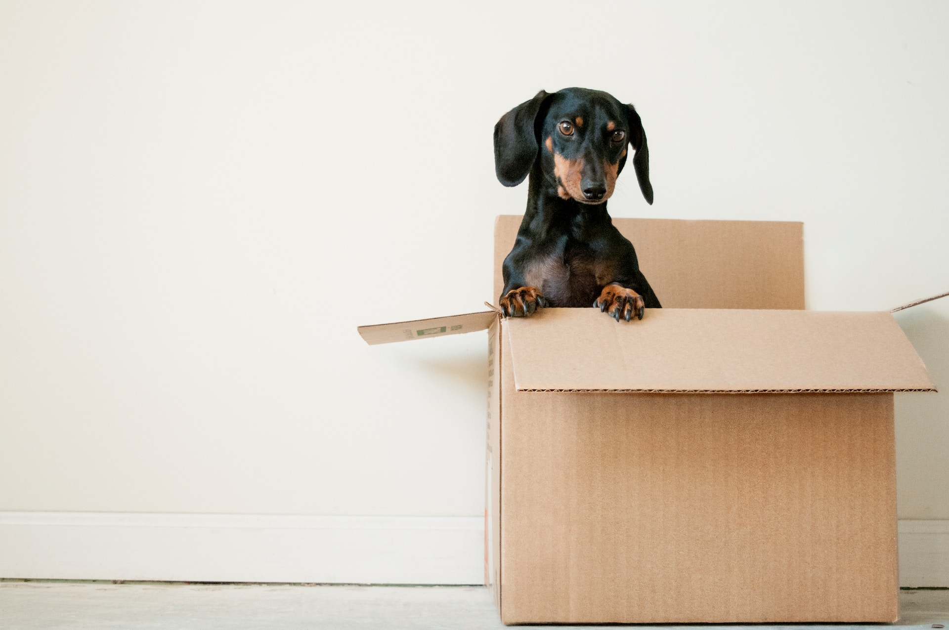 Dog with boxes